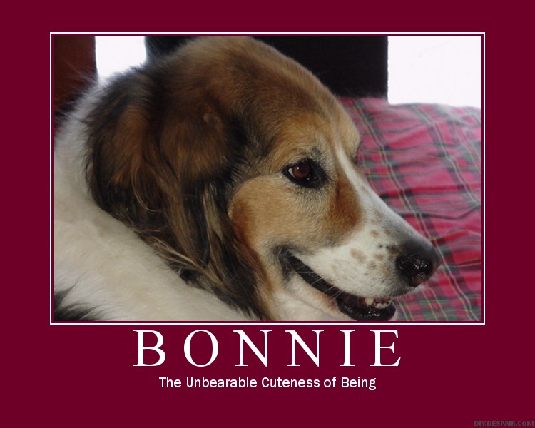 Bouncing Bonnie Rocket Dog